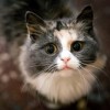 ペルシャ猫とシャムネコと日本猫のＭＩＸ猫チャオの思い出