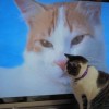 あるテレビに過敏に反応をする我が家の猫